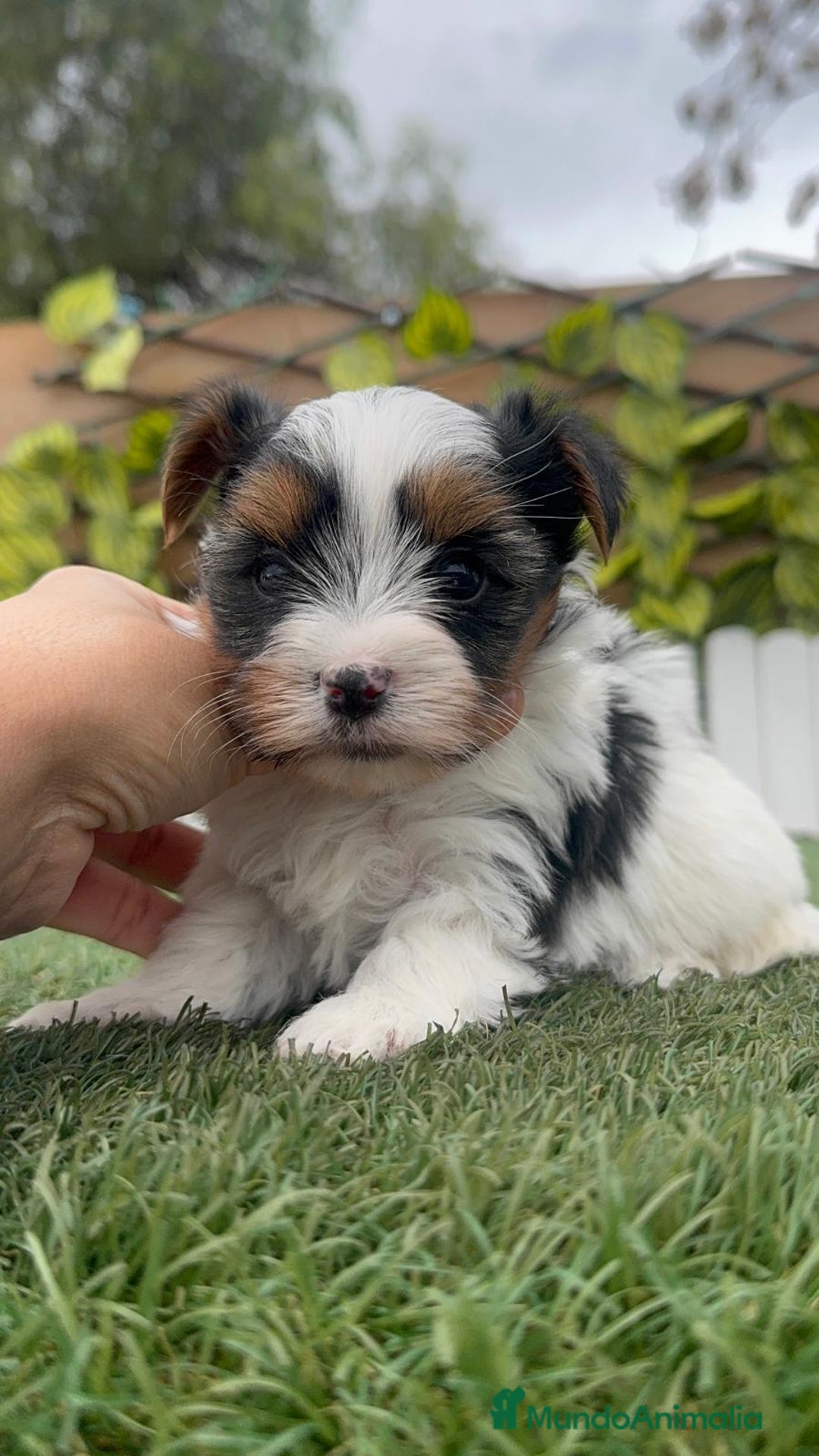 Yorkshire Terrier perros en venta: YORKSHIRE BIEWER MACHO - Anuncio 15