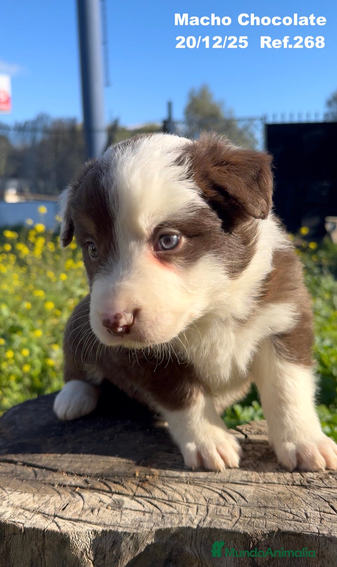 Border Collie perros en venta: BORDER COLLIE DE VILLA BIZNAGA - Anuncio 16
