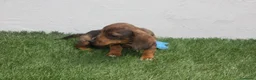 Teckel Miniatura perros en venta: Teckel Miniatura  - Anuncio 18