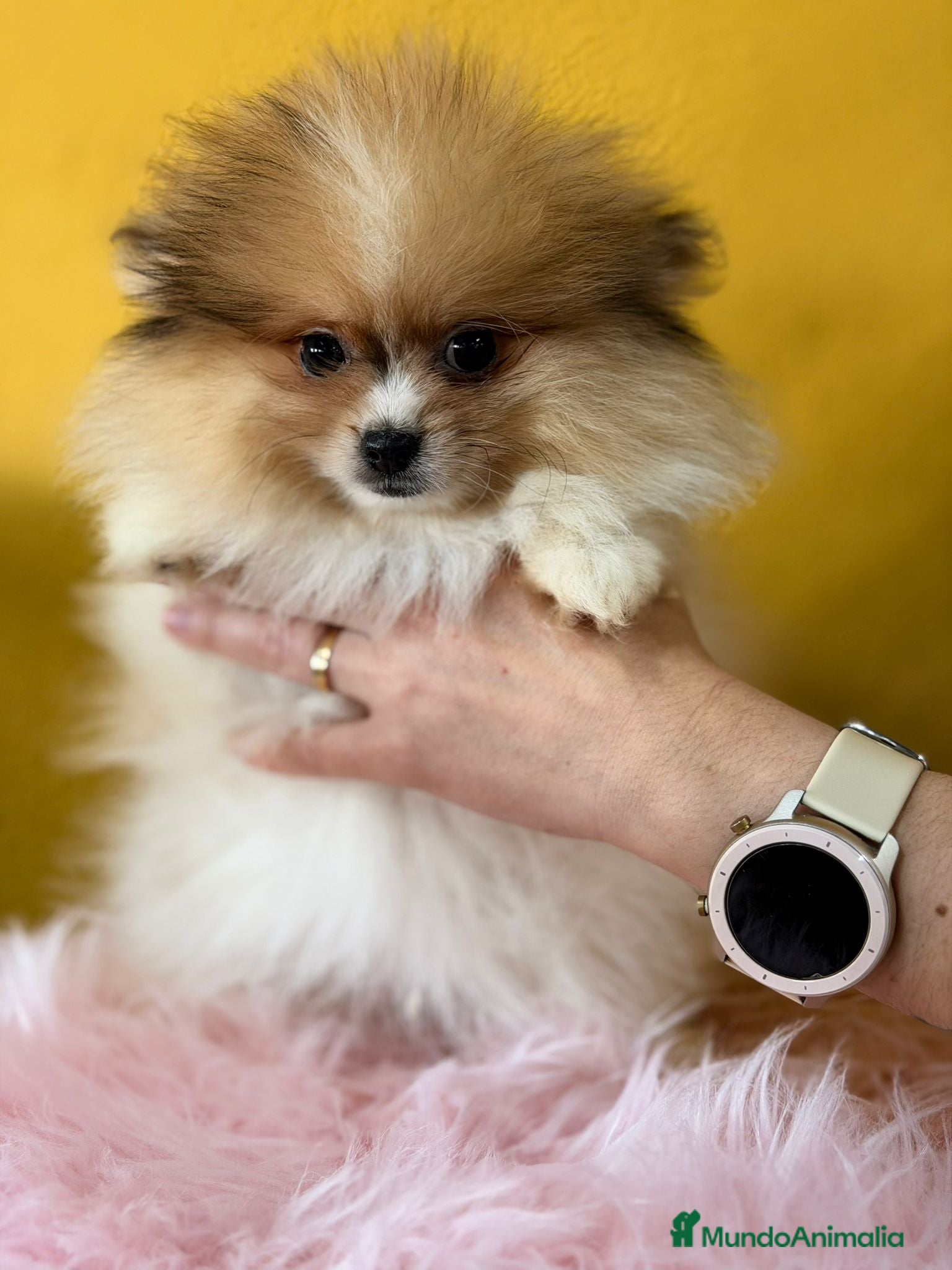 Pomerania perros Pomerania party color hembra  - Anuncio 1