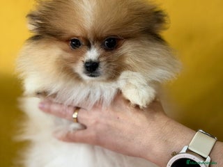 Pomerania perros Pomerania party color hembra - Anuncio 1