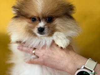 Pomerania perros Pomerania party color hembra - Anuncio 12