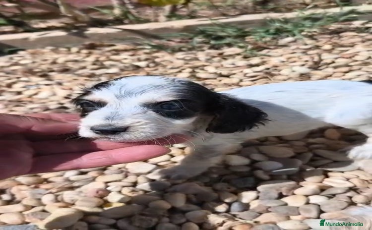 Cocker Spaniel Inglés perros - Anuncio 1
