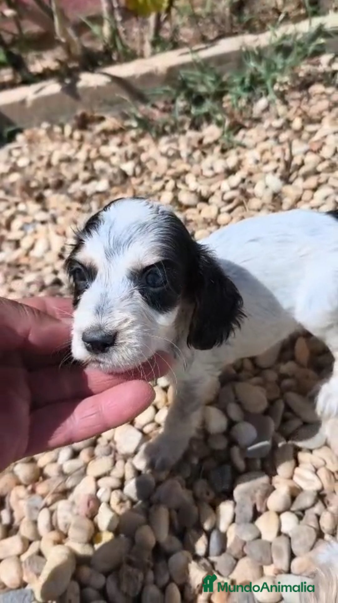Cocker Spaniel Inglés perros en venta: Disponibles cachorros de cocker spaniels - Imagen 1