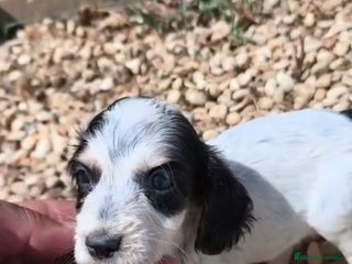 Cocker Spaniel Inglés perros - Anuncio 34