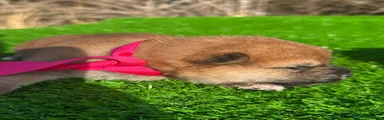 Shiba Inu 3