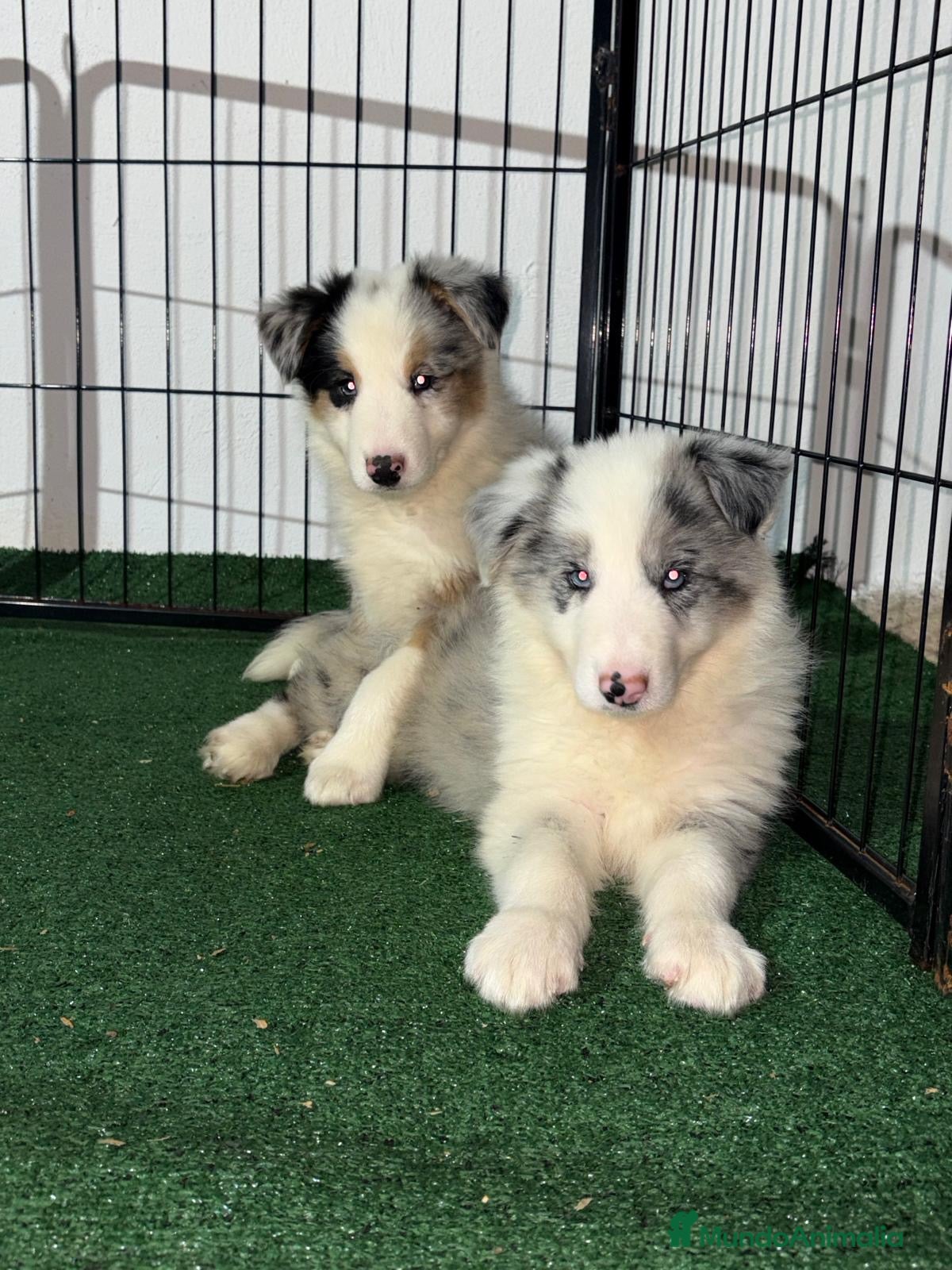 Border Collie perros Border collie - Anuncio 1