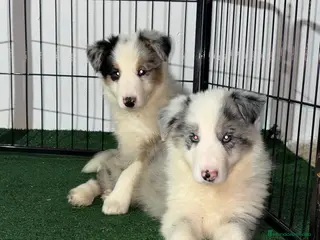 Border Collie perros Border collie - Anuncio 1