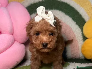 Caniche Toy perros Caniche Toy Rojo Hembra - Anuncio 4