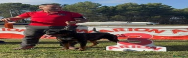 Rottweiler Cachorro 1
