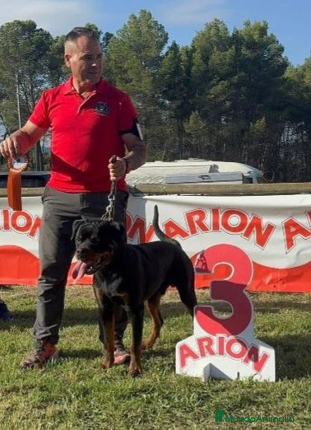 Rottweiler perros en venta: ROTTWEILER DE 8 MESES DISPONIBLE  - Imagen 7