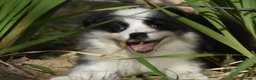 Border Collie perros en venta: Cachorros de Border Collie disponibles - Anuncio 9