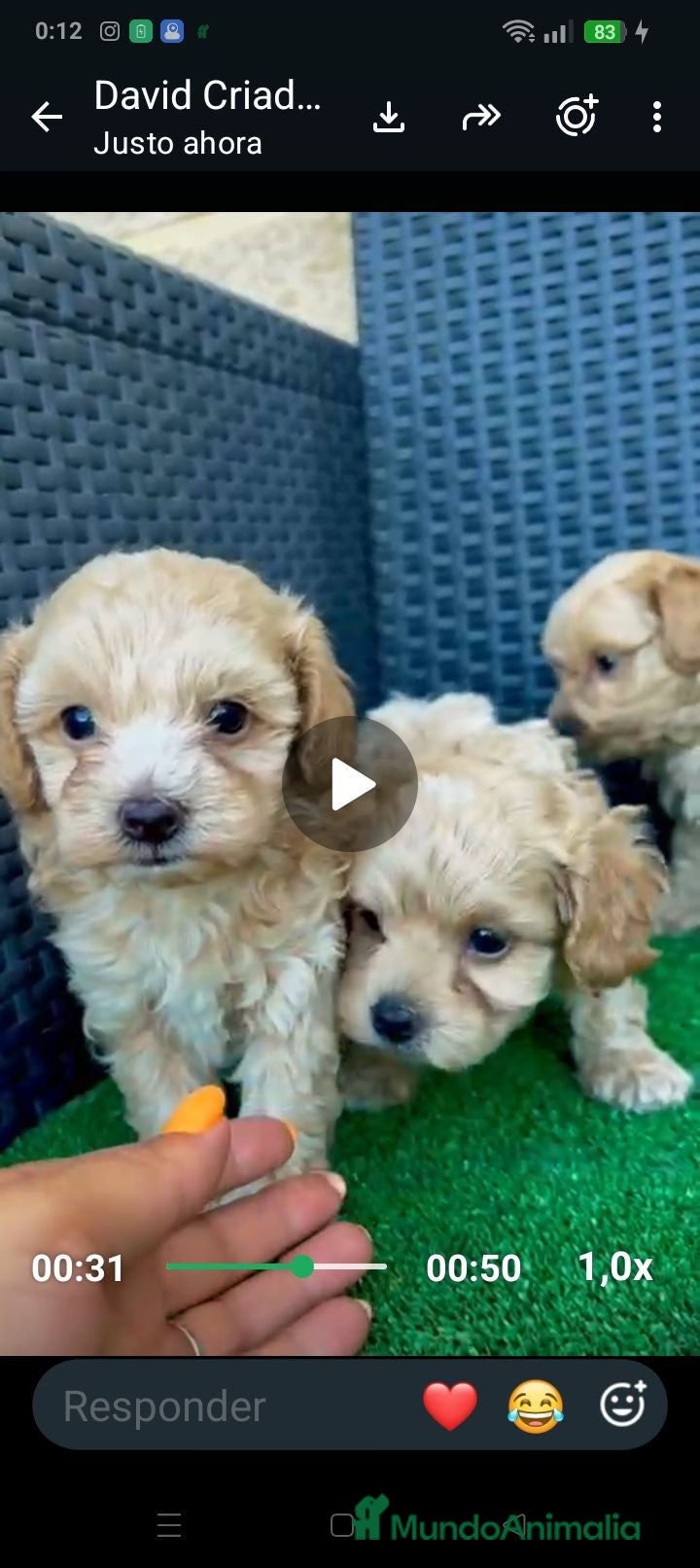 Maltipoo perros Maltipoo  - Anuncio 1