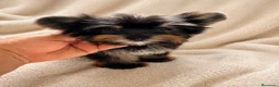 Raza Mixta perros en venta: Monísima Morkie  - Anuncio 3