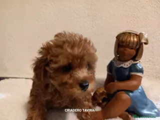 Caniche Toy perros Caniche Toy macho. en Sevilla - Anuncio 8