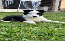 Border Collie perros en venta: Border collie  - Imagen 2