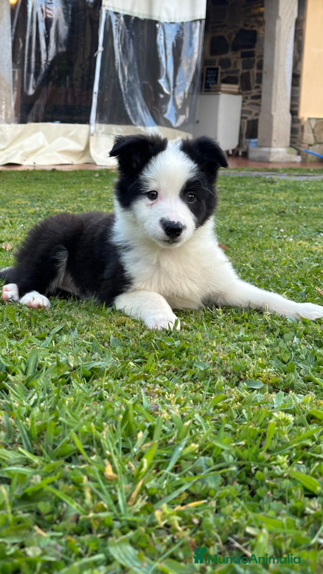 Border Collie perros en venta: Border collie  - Imagen 2