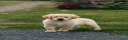 Golden Retriever perros en venta: Golden retriever  - Anuncio 2