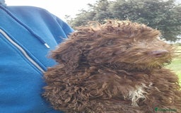 Perro de Agua Español perros en venta: Macho chocolate 🤎 - Imagen 2