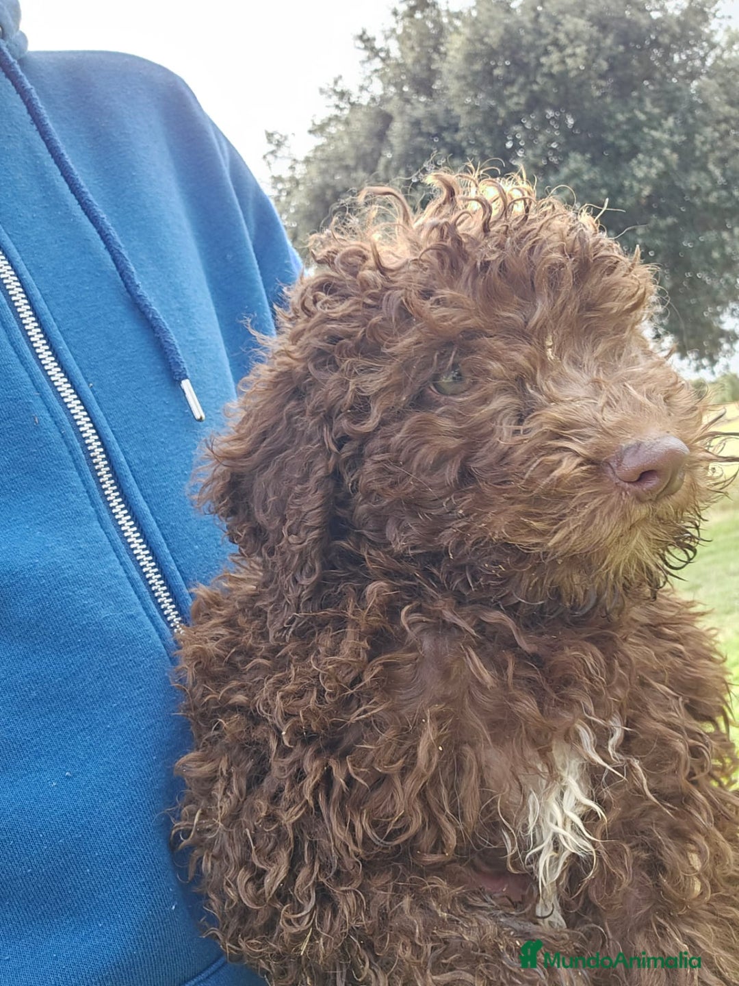 Perro de Agua Español perros en venta: Macho chocolate 🤎 - Imagen 2