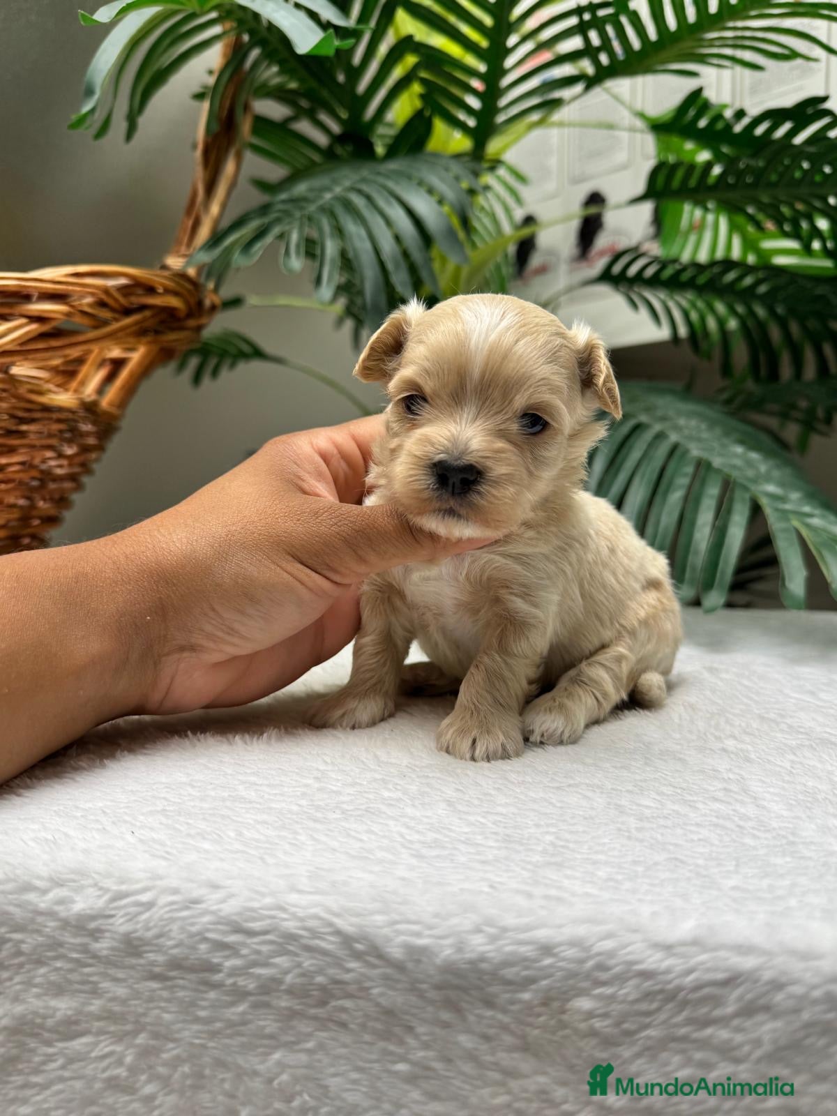 Maltipoo perros MALTIPOO - Anuncio 1
