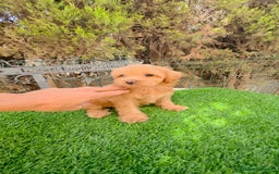 Maltipoo perros en venta: Maltipoo  - Imagen 2