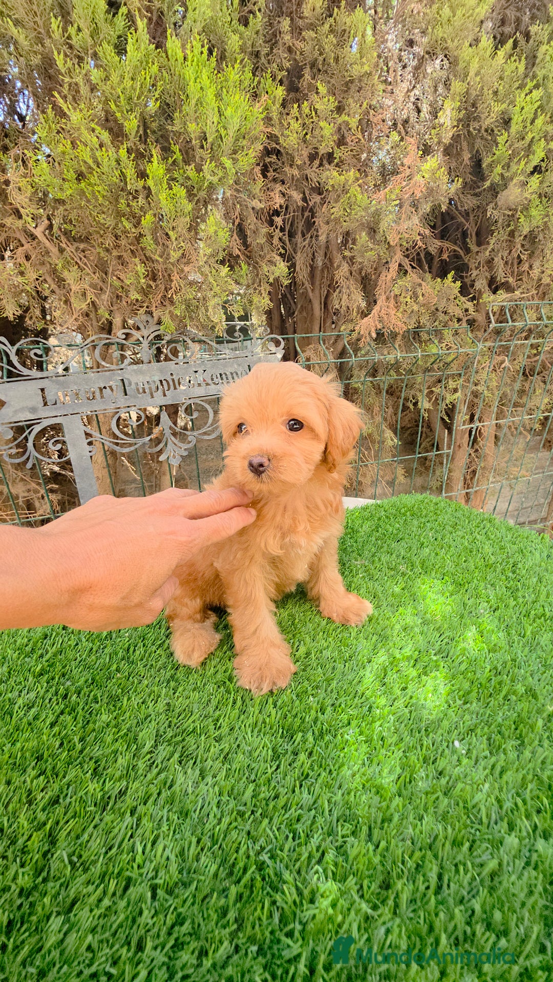 Maltipoo perros en venta: Maltipoo  - Imagen 2