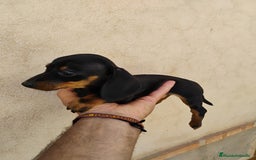 Teckel perros en venta: Cachorrita teckel miniatura negro y fuego  - Imagen 3