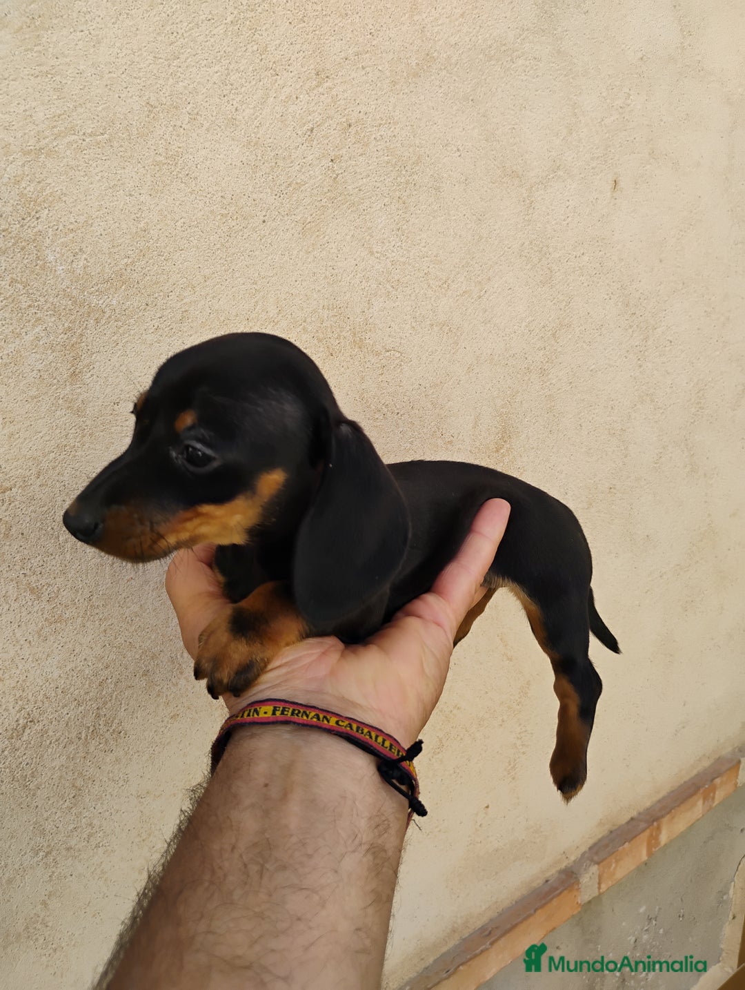 Teckel perros en venta: Cachorrita teckel miniatura negro y fuego  - Imagen 3