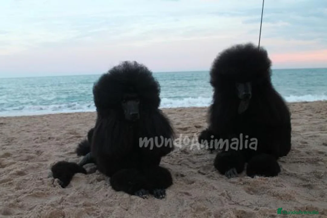 Imagen de galería {{count}}