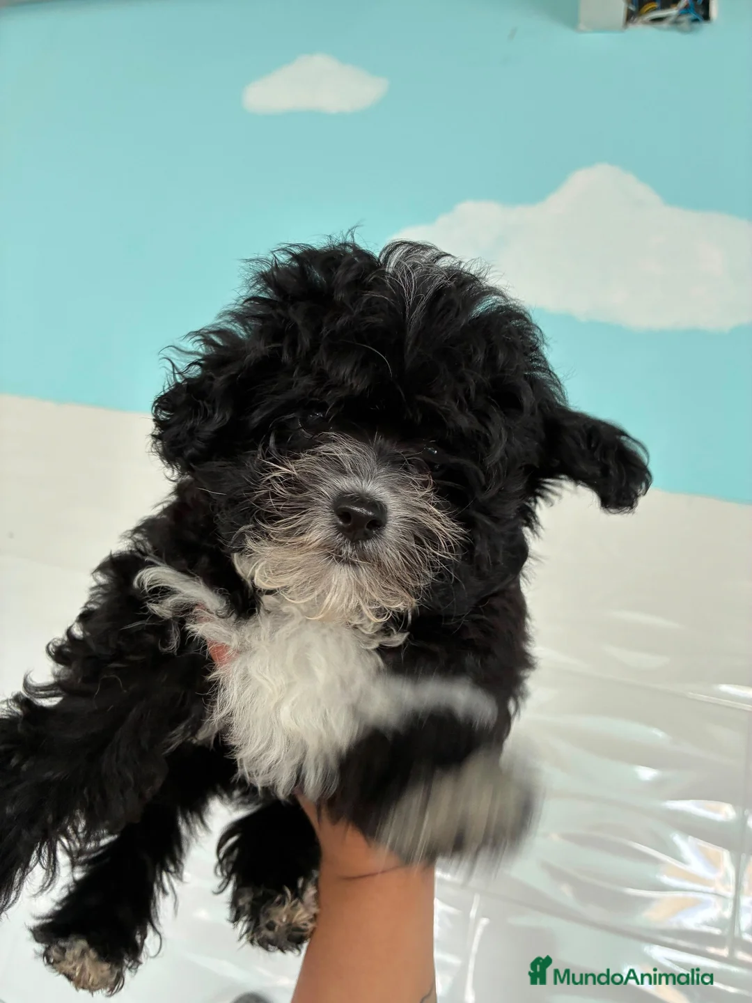 Maltipoo perros en venta: Cachorro - Anuncio 1