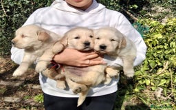 Golden Retriever perros en venta: GOLDEN RETRIEVER  - Imagen 4