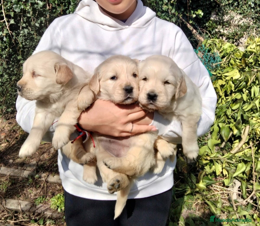 Golden Retriever perros en venta: GOLDEN RETRIEVER  - Imagen 4