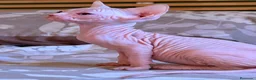 Sphynx gatos en venta: Último Sphynx  - Anuncio 2
