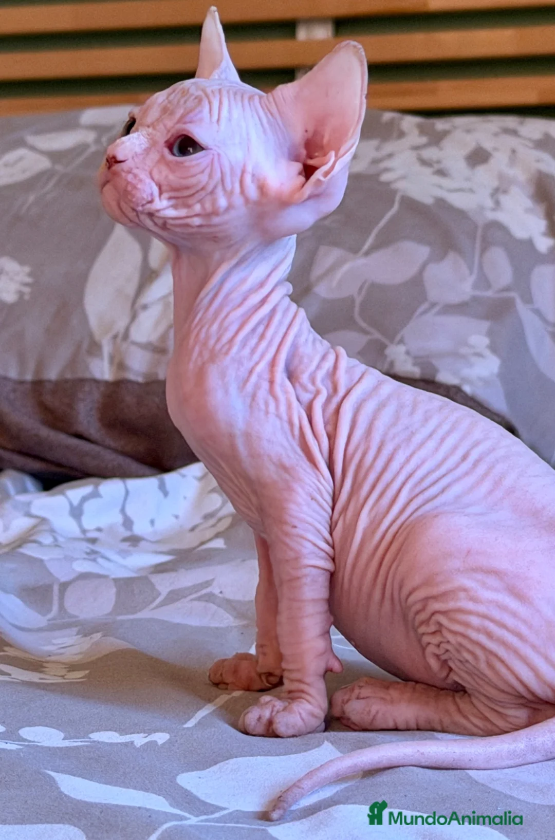 Sphynx gatos en venta: Último Sphynx  - Anuncio 2