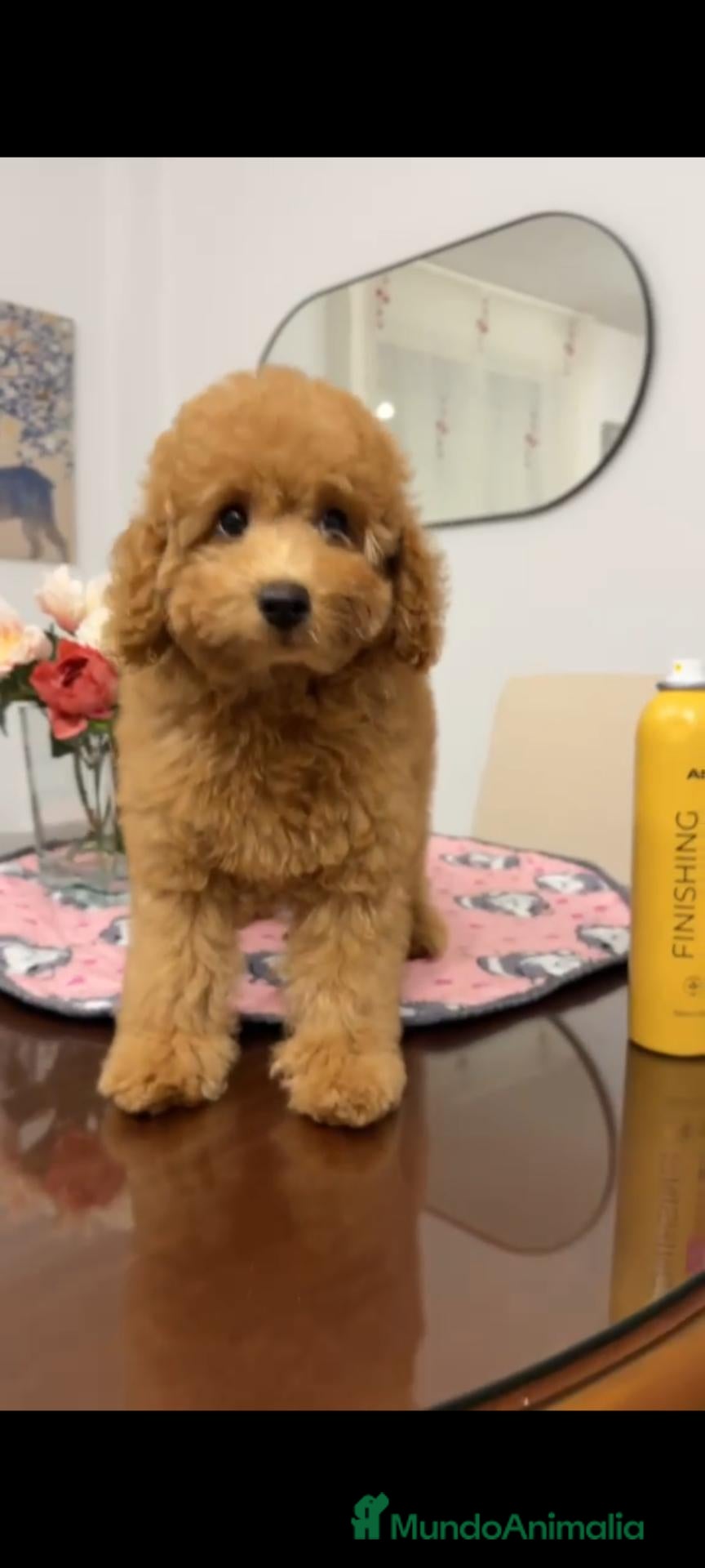 Caniche Toy perros en venta: Caniche toy  - Anuncio 1