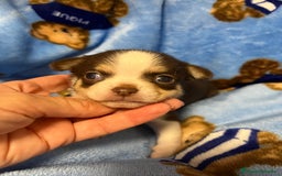 Chihuahua perros en venta: Chihuahuas toy - Imagen 2