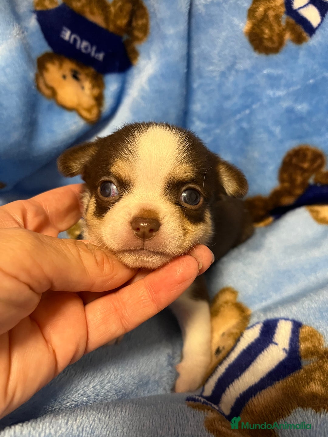 Chihuahua perros en venta: Chihuahuas toy - Imagen 2