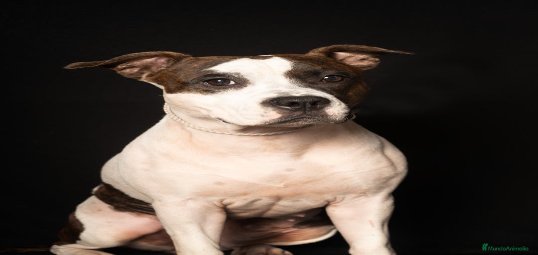 Imagen de galería {{count}}