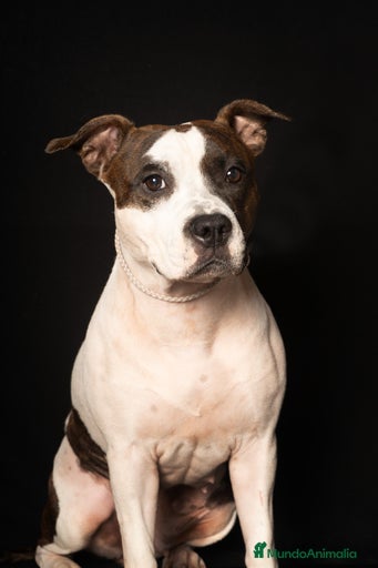 Imagen de galería {{count}}