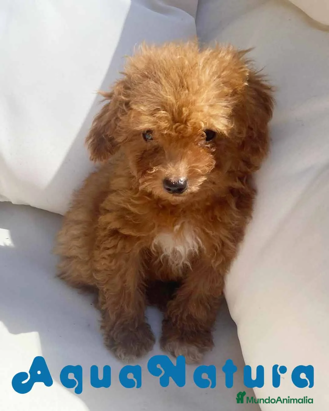 Caniche Enano perros en venta: Caniche Macho 6239 - AQUANATURA en Barcelona - Anuncio 6