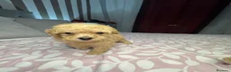 Caniche Toy perros en venta: Caniche toy  rojos y apricot - Anuncio 11