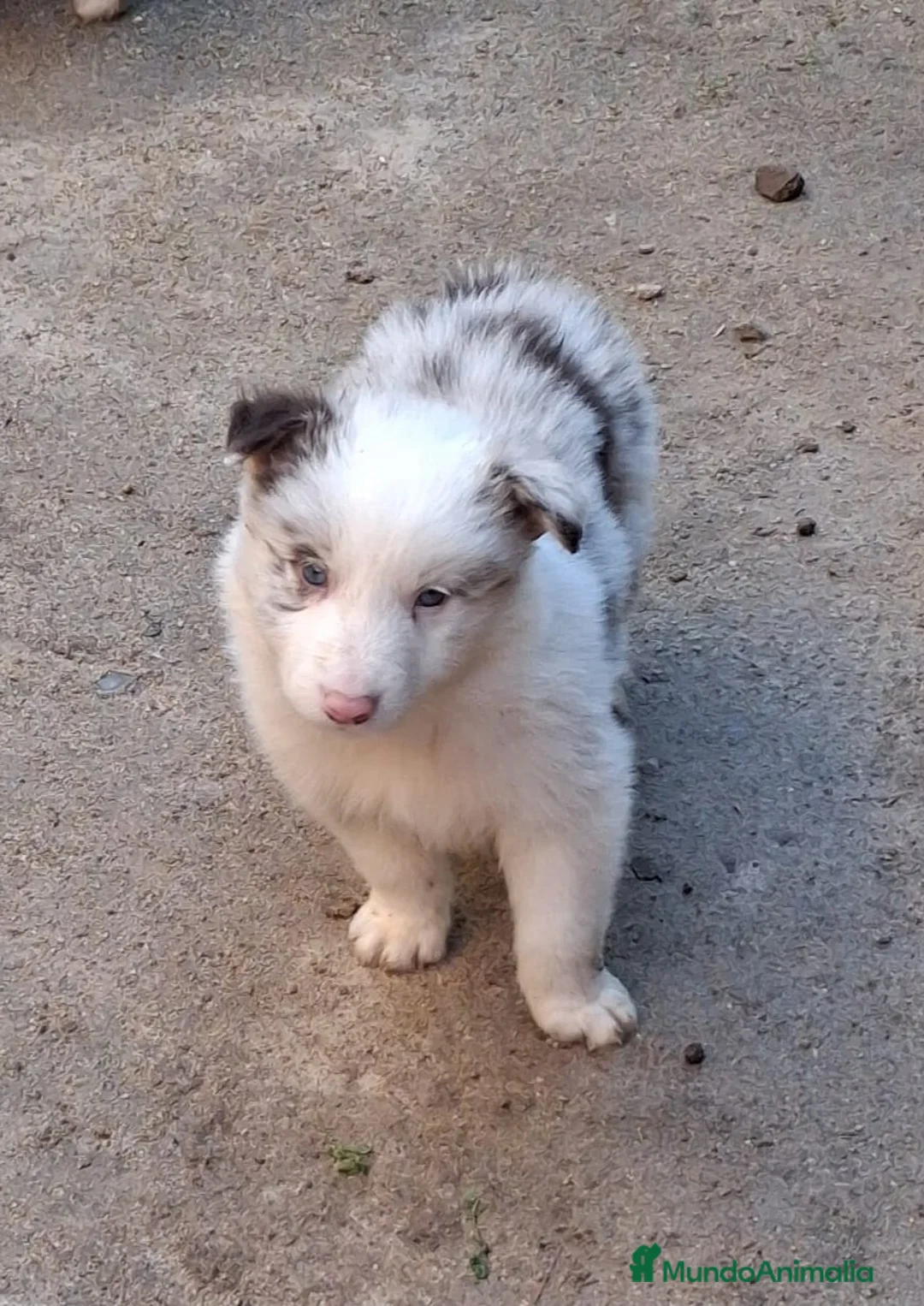 Border Collie perros en venta: Boder collie camada 1  - Anuncio 5