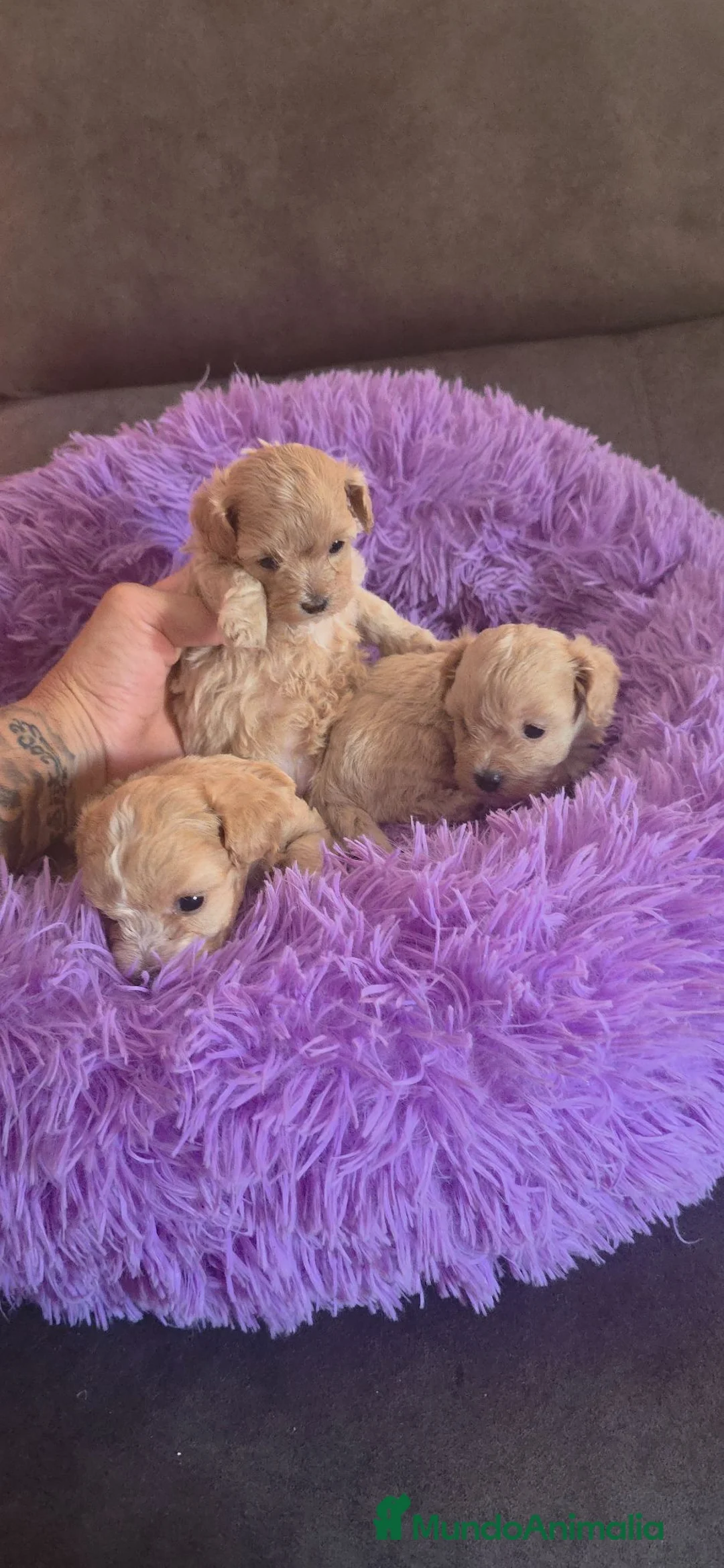 Maltipoo perros en venta: Maltipos  - Anuncio 5