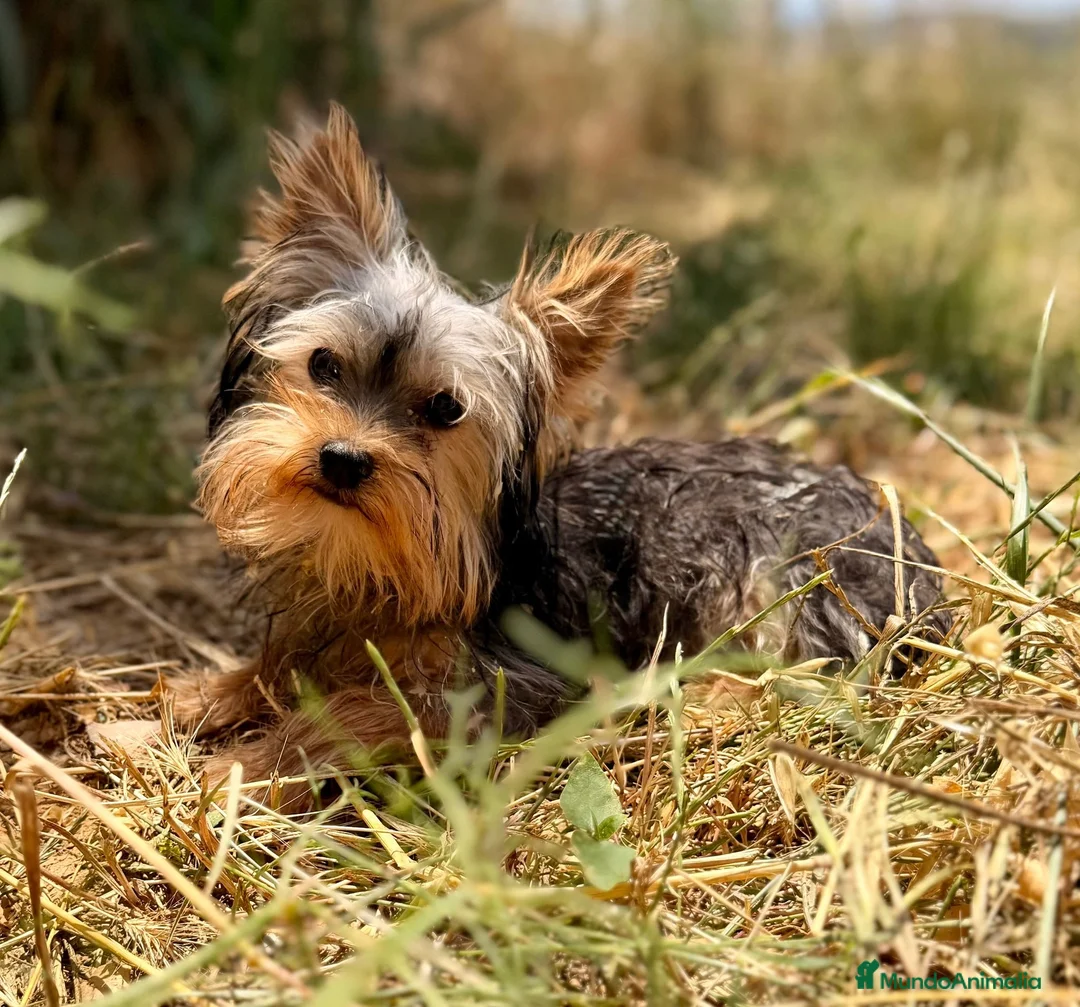 Yorkshire Terrier perros en venta: Yorkshire mini Toy  - Anuncio 1