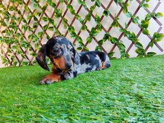 Teckel Miniatura perros - Anuncio 1