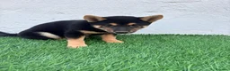 Shiba Inu perros en venta: Shiba Inu - Anuncio 23