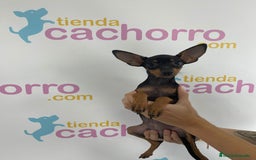 Pinscher Miniatura perros en venta: MINI PINCHER - Imagen 1