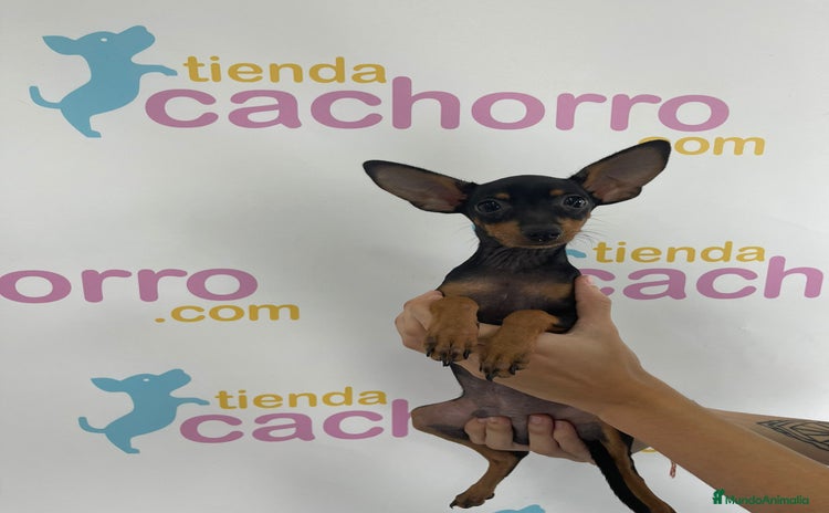Pinscher Miniatura perros - Propaganda 2