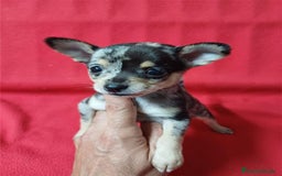 Chihuahua perros en venta: Chihuahua Merle  - Imagen 1